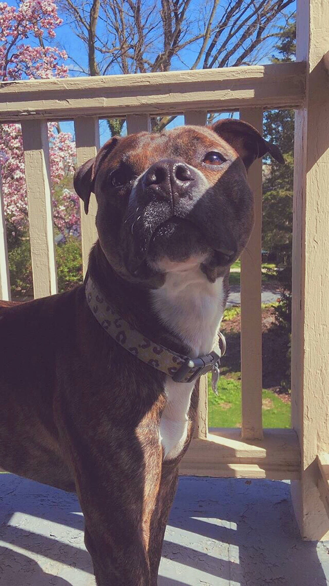 Bleu joined the competition — help win amazing prizes! alano_espanol, american_pit_bull_terrier, bandog, bully_kutta, canidae, carnivore, dog, dog_breed, fawn, mammal, perro_de_presa_mallorquin, snout, sporting_group, staffordshire_bull_terrier, vertebrate