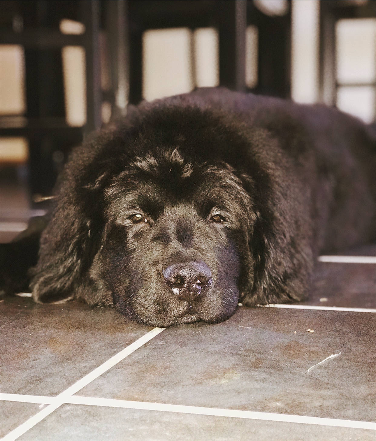 Hans is registered to the contest to win money with this photo: ancient_dog_breeds, canidae, carnivore, companion_dog, dog, dog_breed, fur, gaddi_kutta, giant_dog_breed, mammal, newfoundland, nose, snout, sporting_group, tibetan_mastiff, vertebrate, working_dog