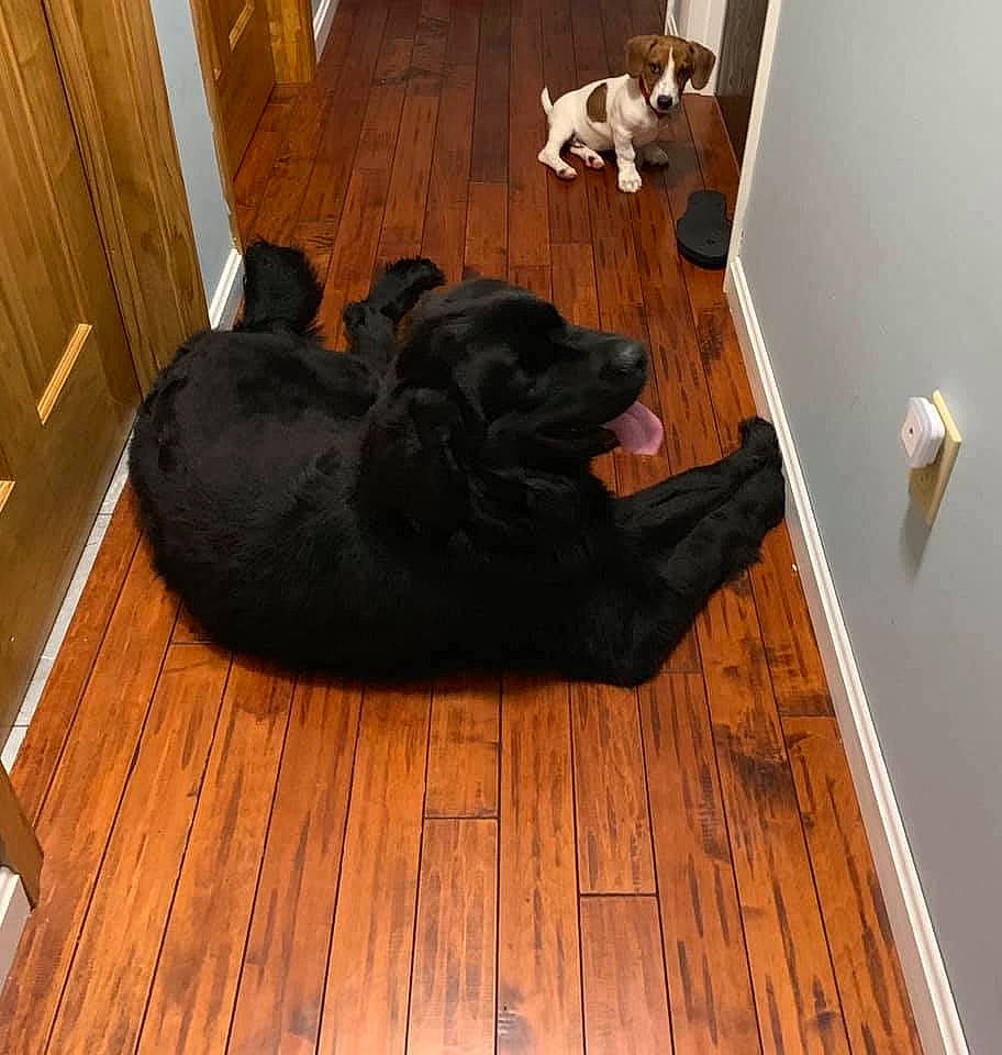 Hans joined the competition — help win amazing prizes! canidae, carnivore, dog, dog_breed, flat_coated_retriever, floor, flooring, hardwood, laminate_flooring, puppy, room, sporting_group, wood, wood_flooring