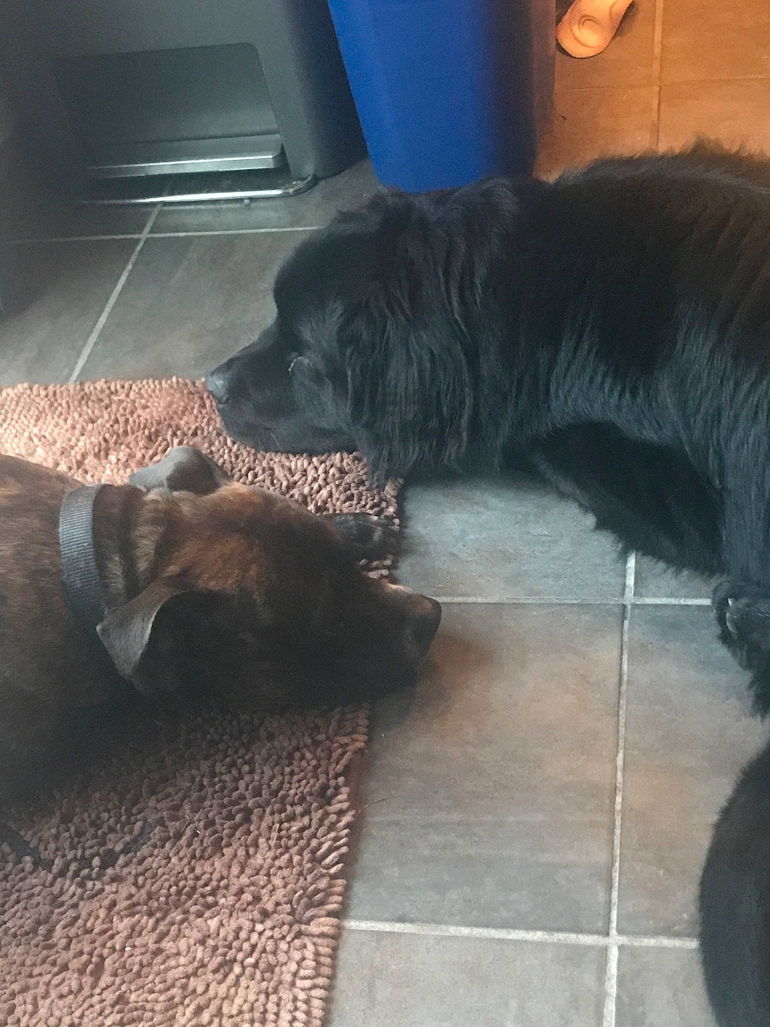 Hans joined the competition — help win amazing prizes! canidae, carnivore, companion_dog, dog, dog_breed, flat_coated_retriever, floor, fur, guard_dog, hovawart, newfoundland, sporting_group, tail