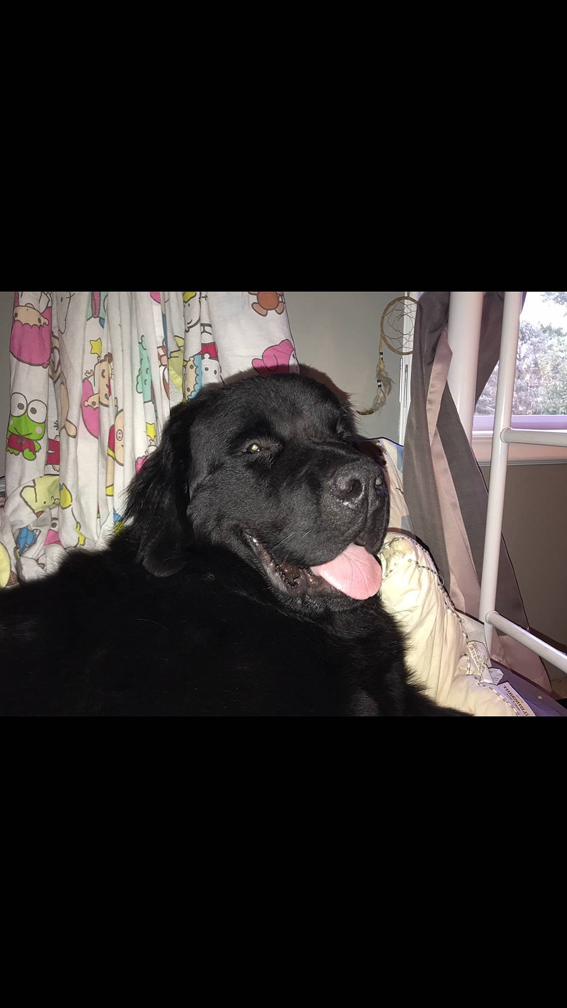 Hans joined the competition — help win amazing prizes! beagador, borador, cane_corso, canidae, carnivore, companion_dog, dog, dog_breed, ear, flat_coated_retriever, guard_dog, labrador_retriever, mammal, nose, pointing_breed, puppy, retriever, snout, sporting_group, vertebrate