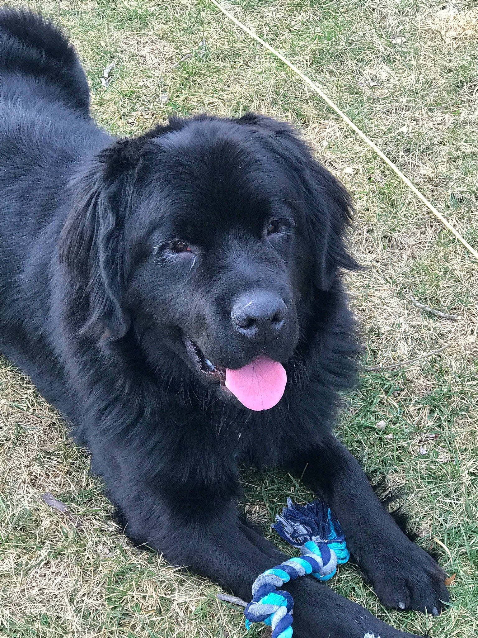 Hans is registered to the contest to win money with this photo: borador, canidae, carnivore, companion_dog, dog, dog_breed, flat_coated_retriever, mammal, newfoundland, rare_breed_dog, snout, spaniel, sporting_group, vertebrate, working_dog