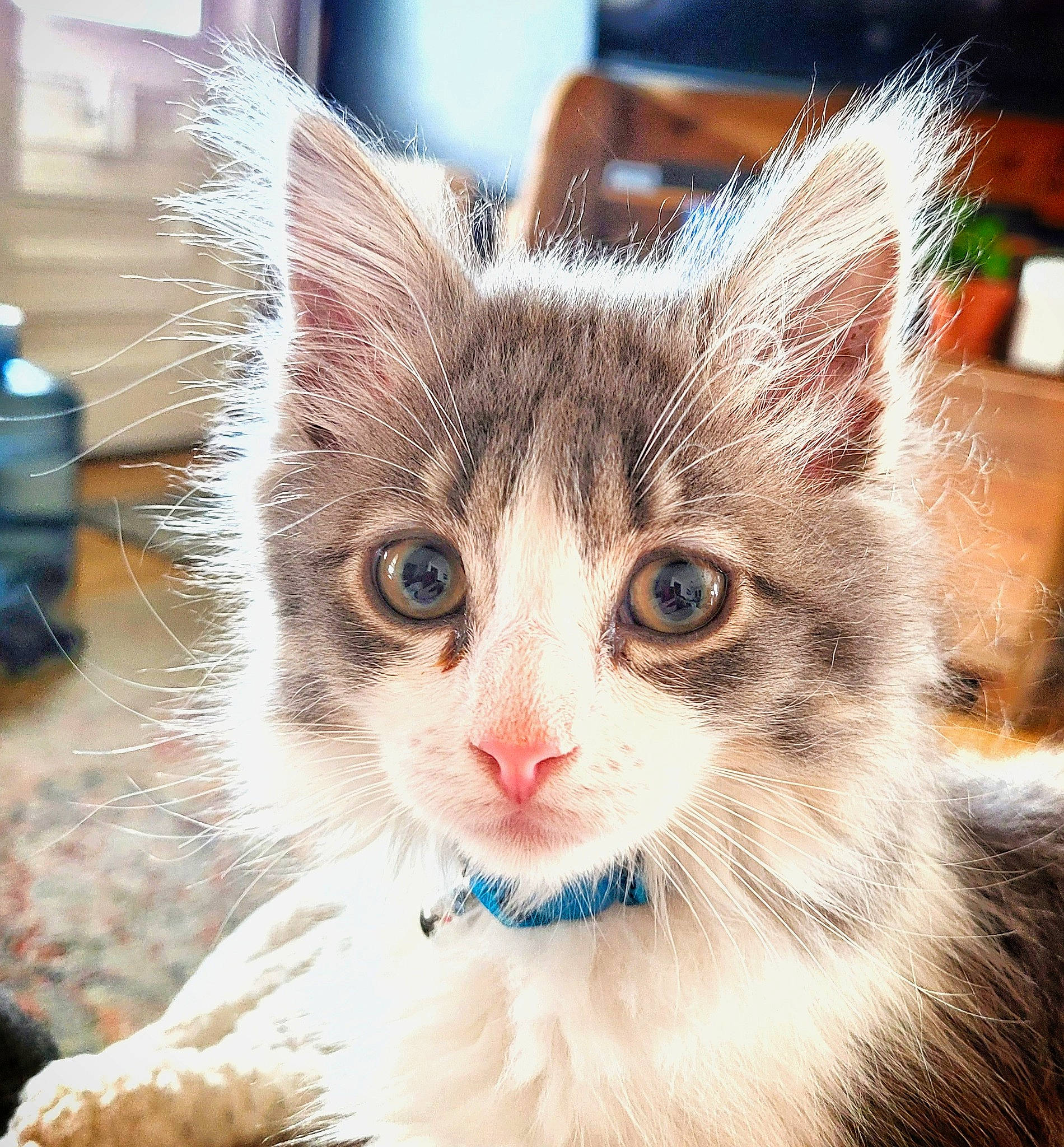 Fynn is registered to the contest to win money with this photo: art, carnivore, cat, claw, domestic_short_haired_cat, ear, event, eye, felidae, fur, paw, photo_caption, plant, small_to_medium_sized_cats, snout, tree, water_bottle, whiskers, window