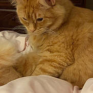 Garfield joined the competition — help win amazing prizes! cat, orange_cat, fluffy, pet, indoor, blanket, furniture, wood, cozy, resting, cute, animal, whiskers, sleepy, domestic_cat, tabby, fur, closeup, relaxed, bedroom