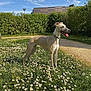 Uby participe au concours pour gagner de l'argent avec cette photo : building, canine, collar, daisy, daylight, dog, flower, grass, greenery, hedge, leaves, nature, outdoor, path, pet, sky, standing, summer, sunny, tongue_out
