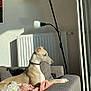 Uby a rejoint le concours — aidez-le/la à gagner de superbes lots ! blanket, calm, couch, cozy, dog, domestic, furniture, gray, indoor, lamp, living_room, pet, pillow, pink, radiator, relaxing, resting, sunlight, white, window