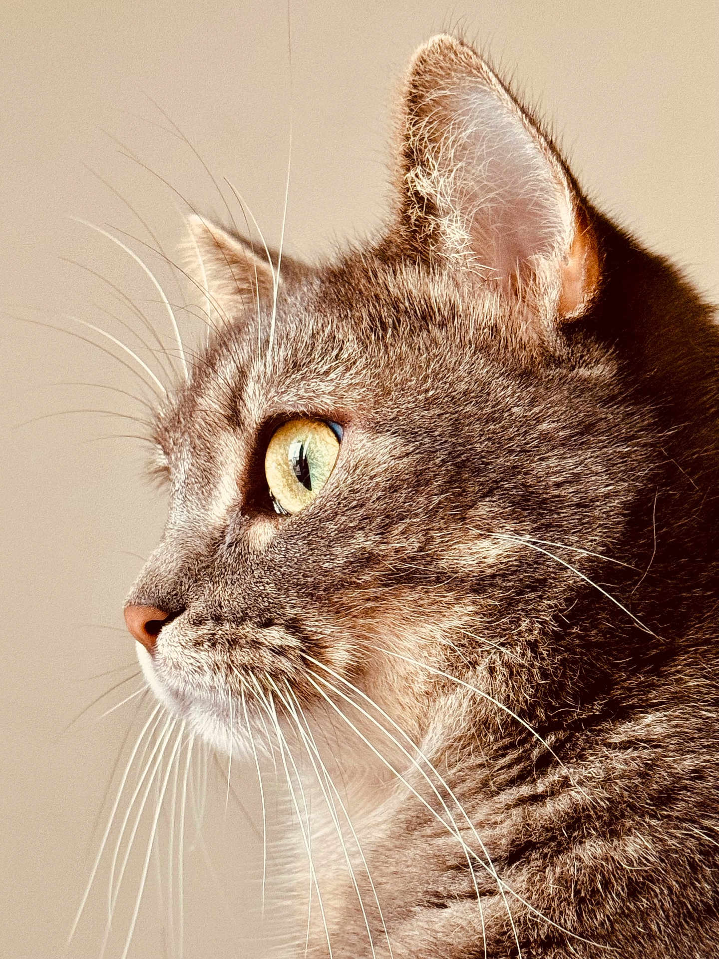 Magaté a rejoint le concours — aidez-le/la à gagner de superbes lots ! cat, tabby, close_up, profile, whiskers, yellow_eyes, fur, pet, animal, domestic_cat, portrait, feline, side_view, indoor, looking_away, soft_light, detailed_texture, cute, calm, mammal