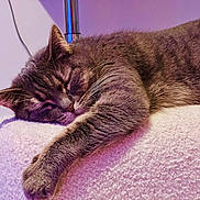 Magaté a rejoint le concours — aidez-le/la à gagner de superbes lots ! cat, tabby, sleeping, fur, whiskers, paw, indoor, cozy, relaxation, close_up, texture, soft, pet, animal, mammal, resting, feline, purple_light, cushion, comfort