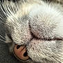 cat, close_up, nose, whiskers, fur, texture, pet, animal, sleeping, mouth, soft, macro, gray, cute, feline, detail, snout, resting, muzzle, whisker_pad