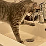 Magaté participe au concours pour gagner de l'argent avec cette photo : cat, tabby, sink, water, bathroom, faucet, playful, curious, paw, pet, animal, domestic, exploration, drip, white, ceramic, closeup, indoor, fur, whiskers