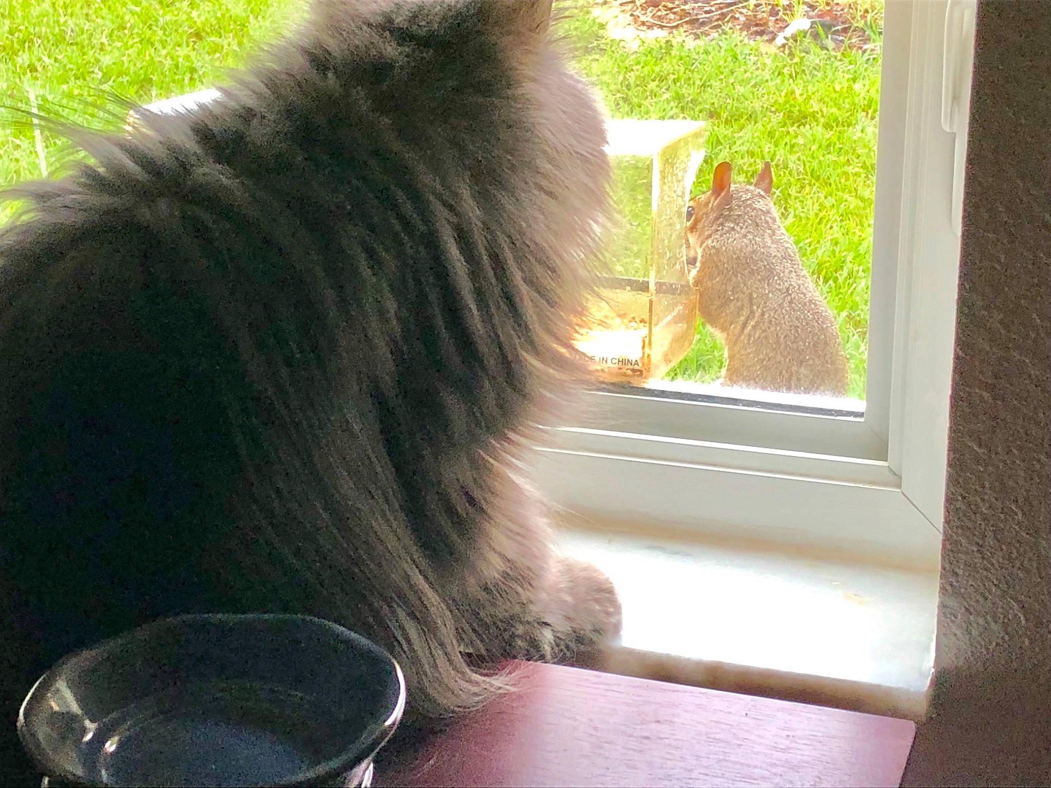 Bama is registered to the contest to win money with this photo: canidae, carnivore, cat, fawn, felidae, long_hair, tail, window