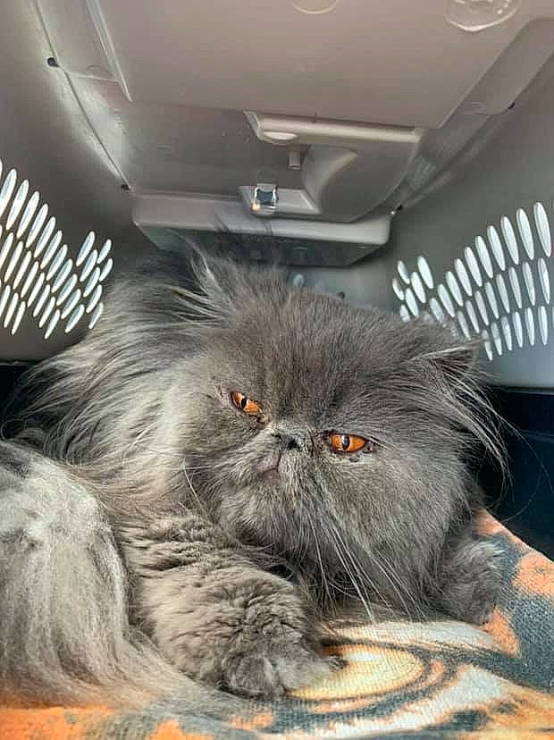 Bama is registered to the contest to win money with this photo: asian, british_longhair, british_semi_longhair, carnivore, cat, eye, felidae, fur, kitten, mammal, norwegian_forest_cat, persian, small_to_medium_sized_cats, snout, whiskers