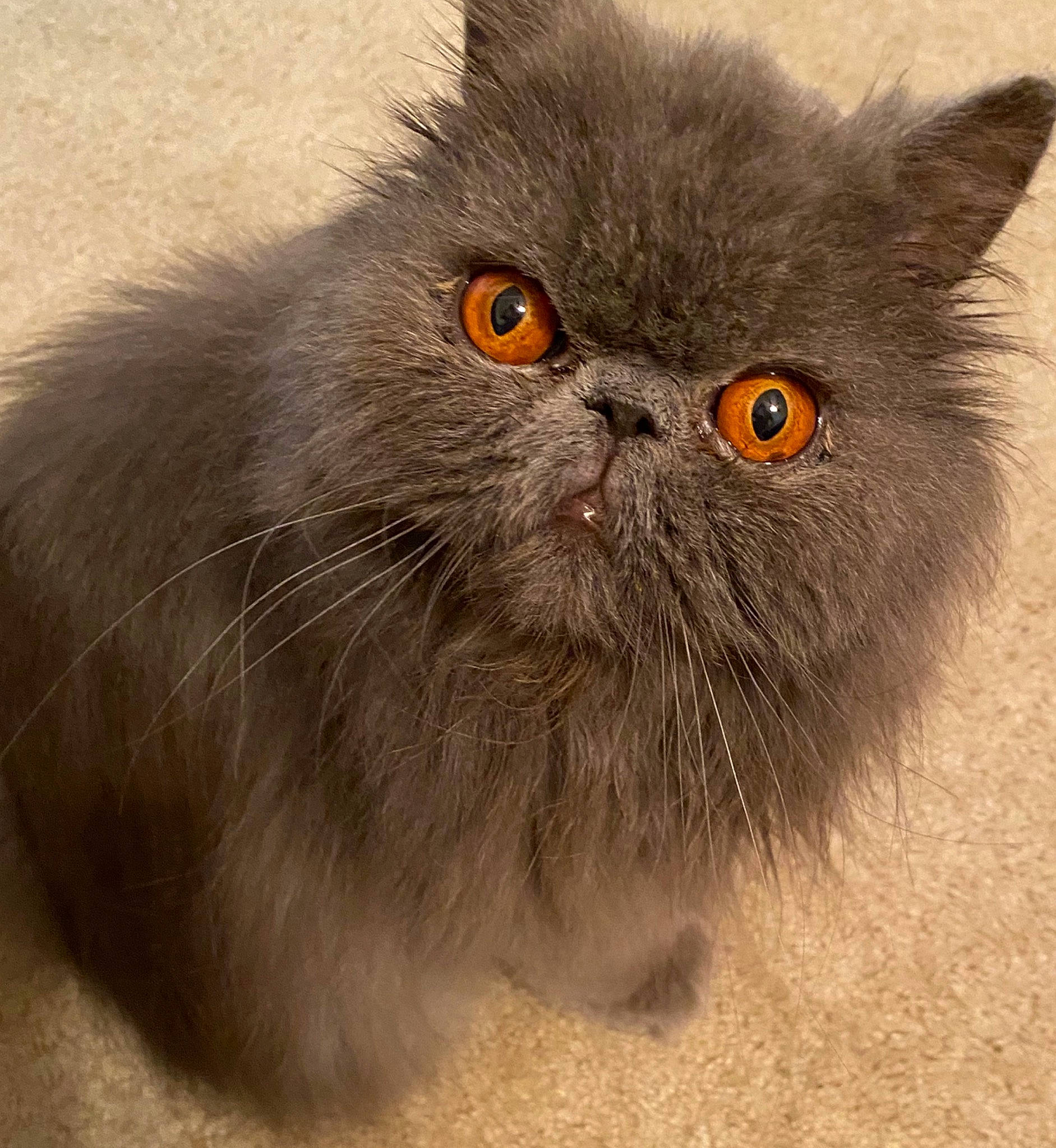 Bama joined the competition — help win amazing prizes! asian_semi_longhair, british_longhair, british_semi_longhair, british_shorthair, carnivore, cat, close_up, domestic_long_haired_cat, eye, fawn, felidae, fur, himalayan, mammal, persian, plant, small_to_medium_sized_cats, snout, vertebrate, whiskers