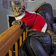 Ace is registered to the contest to win money with this photo: cat, tabby_cat, sweater, red_sweater, indoor, couch, leather_couch, wooden_railing, window, sunset, chandelier, pet, feline, relaxed, cozy, home_interior, animal, domestic_cat, resting, fur