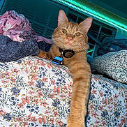 Octubre is registered to the contest to win money with this photo: cat, ginger_cat, bed, blanket, floral_pattern, collar, indoor, pet, stretching, paw, cute, feline, whiskers, relaxed, night, led_lights, room, comfort, sleeping_area, domestic_animal