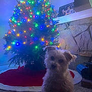 Cocoa joined the competition — help win amazing prizes! dog, christmas_tree, holiday_lights, carpet, fireplace, stone_wall, framed_photos, red_tree_skirt, indoor, decorations, pet, festive, colorful_lights, small_dog, fur, sitting, cozy, home, evening, celebration
