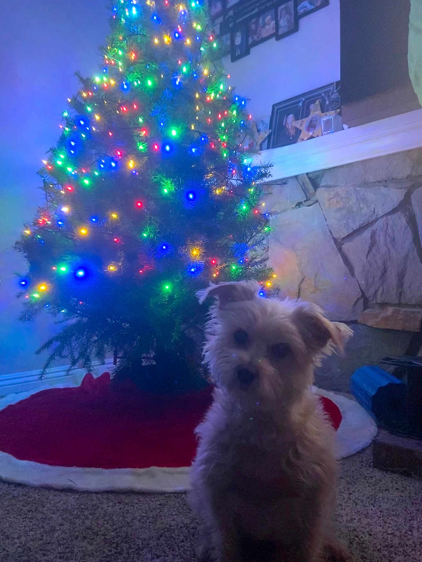 Cocoa joined the competition — help win amazing prizes! dog, christmas_tree, holiday_lights, carpet, fireplace, stone_wall, framed_photos, red_tree_skirt, indoor, decorations, pet, festive, colorful_lights, small_dog, fur, sitting, cozy, home, evening, celebration