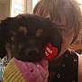 Meme joined the competition — help win amazing prizes! black_hair, carnivore, companion_dog, dog, dog_breed, dog_collar, fashion_accessory, fawn, fur, gesture, happy, magenta, pink, selfie, sleeve, toy, toy_dog, vertebrate, whiskers, working_animal