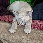 Trouble joined the competition — help win amazing prizes! animal, blanket, cat, comfort, cozy, cute, feline, fur, home, indoor, knitted, nap, paw, peaceful, pet, relaxation, resting, sleeping, soft, warm