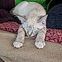 animal, blanket, cat, comfort, cozy, cute, feline, fur, home, indoor, knitted, nap, paw, peaceful, pet, relaxation, resting, sleeping, soft, warm