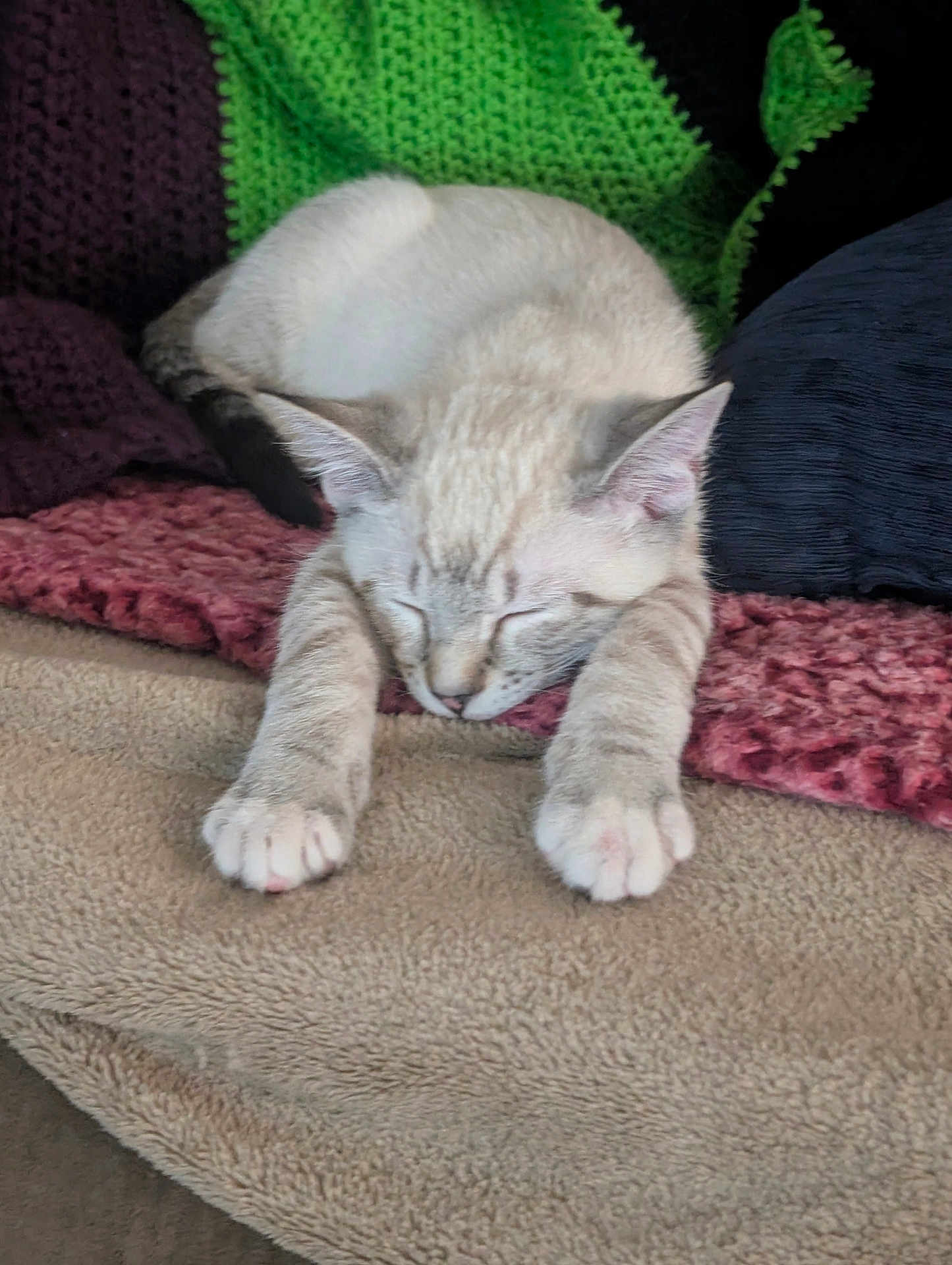 Trouble joined the competition — help win amazing prizes! animal, blanket, cat, comfort, cozy, cute, feline, fur, home, indoor, knitted, nap, paw, peaceful, pet, relaxation, resting, sleeping, soft, warm