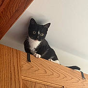 Tuxedo is registered to the contest to win money with this photo: kitten, cat, black_and_white, wooden_door, curious, indoor, pet, animal, whiskers, ears, tail, feline, young, cute, looking_down, playful, domestic, household, claws, resting