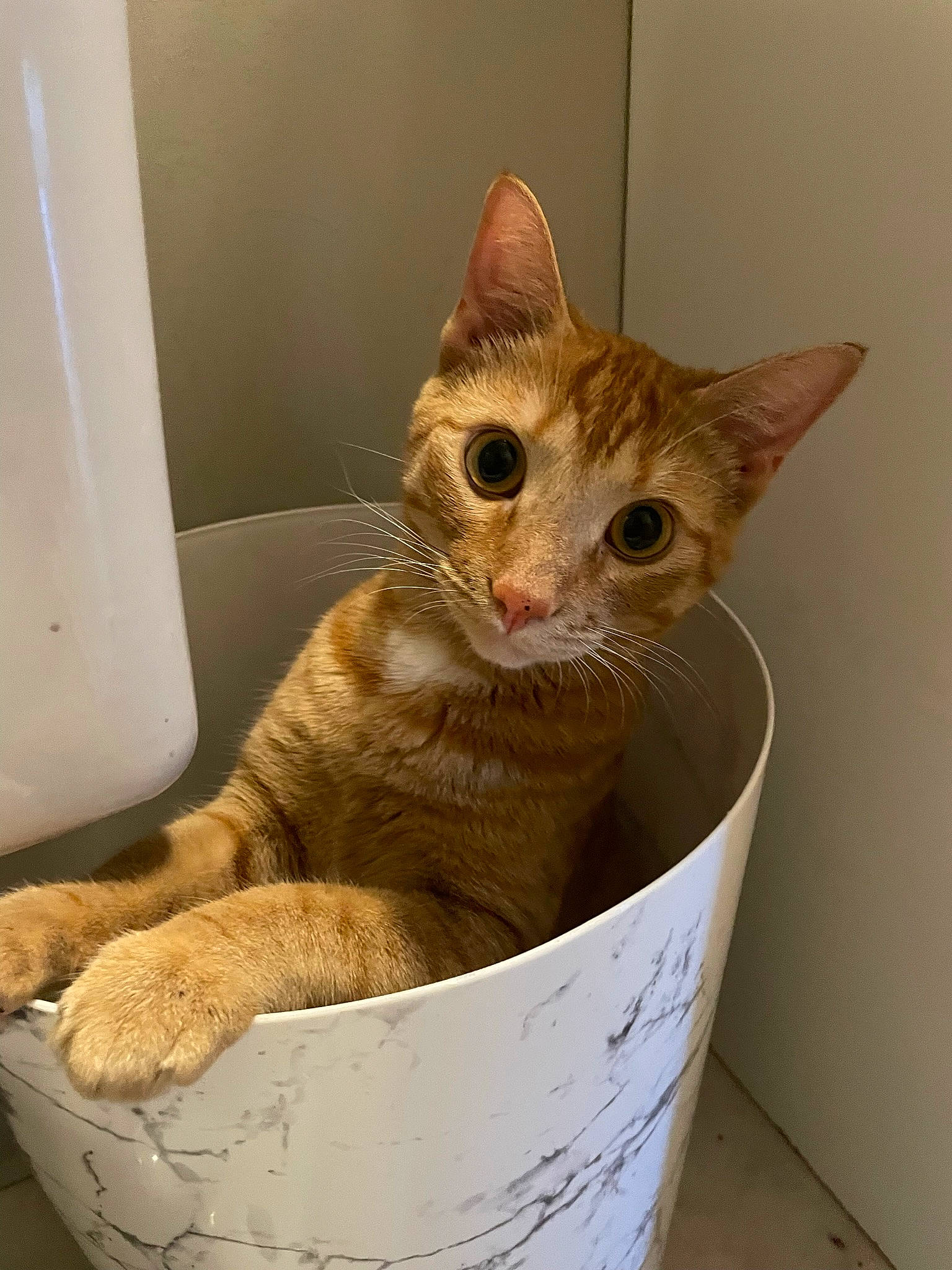 Ezekiel is registered to the contest to win money with this photo: basket, box, cardboard, carnivore, cat, cat_supply, claw, domestic_short_haired_cat, fawn, felidae, fur, paw, pet_supply, small_to_medium_sized_cats, snout, tail, whiskers