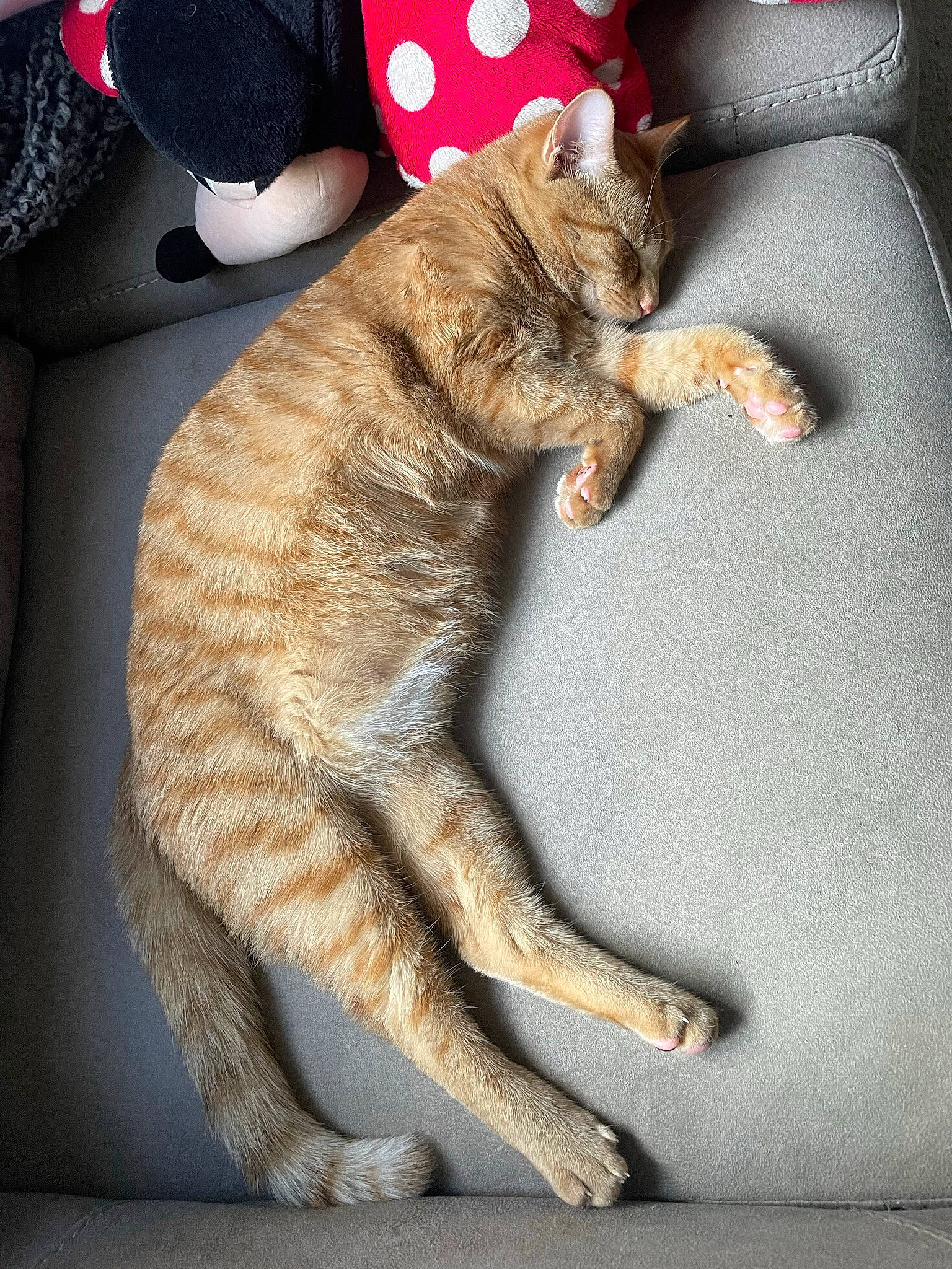 Ezekiel joined the competition — help win amazing prizes! carmine, carnivore, cat, claw, comfort, dog_breed, domestic_short_haired_cat, felidae, foot, fur, human_leg, nap, paw, small_to_medium_sized_cats, tail, tree, whiskers