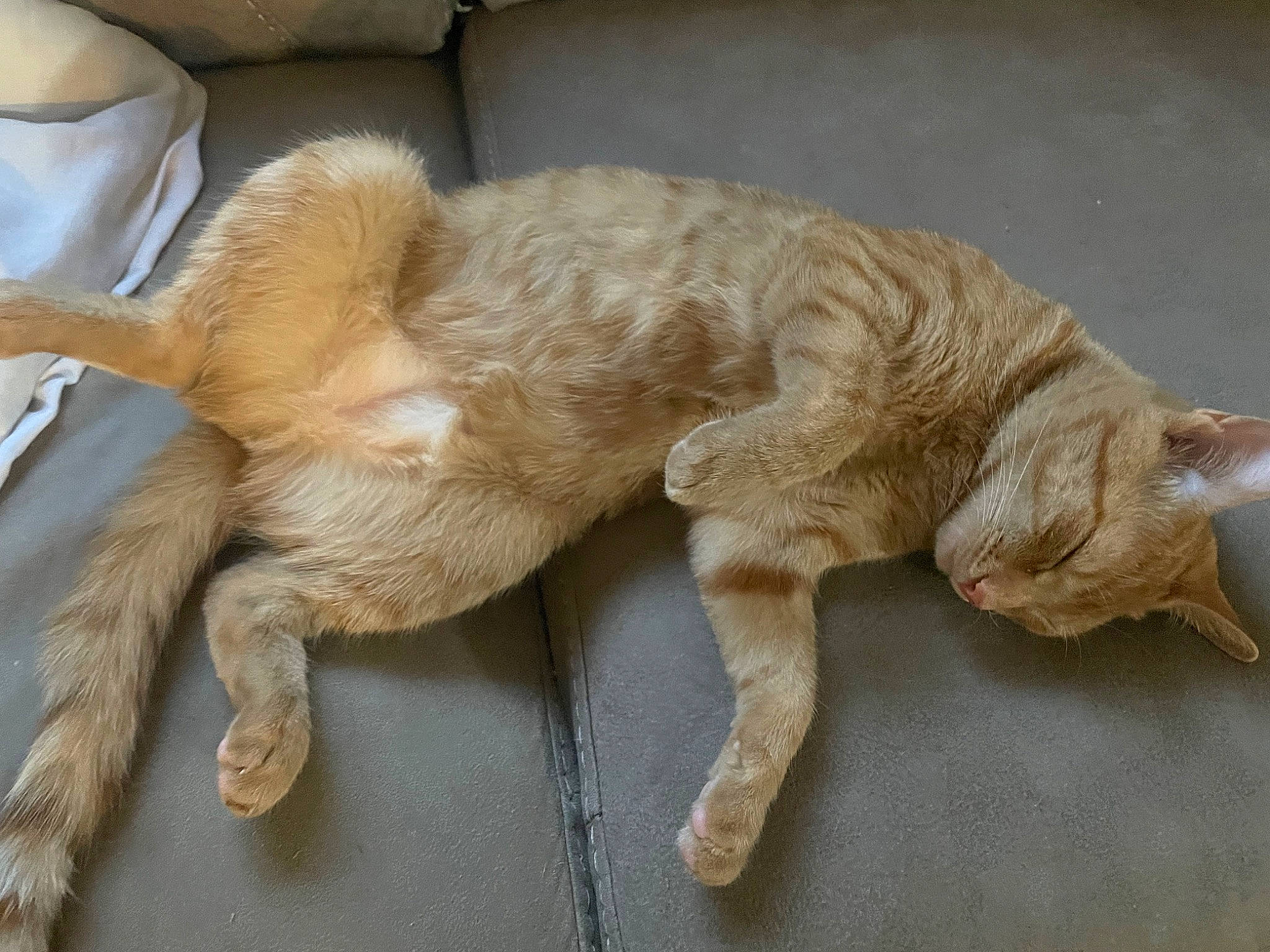 Ezekiel joined the competition — help win amazing prizes! canidae, carnivore, claw, companion_dog, couch, dog_breed, fawn, felidae, foot, fur, paw, small_to_medium_sized_cats, snout, sporting_group, tail, terrestrial_animal, toy, whiskers, wood, working_animal