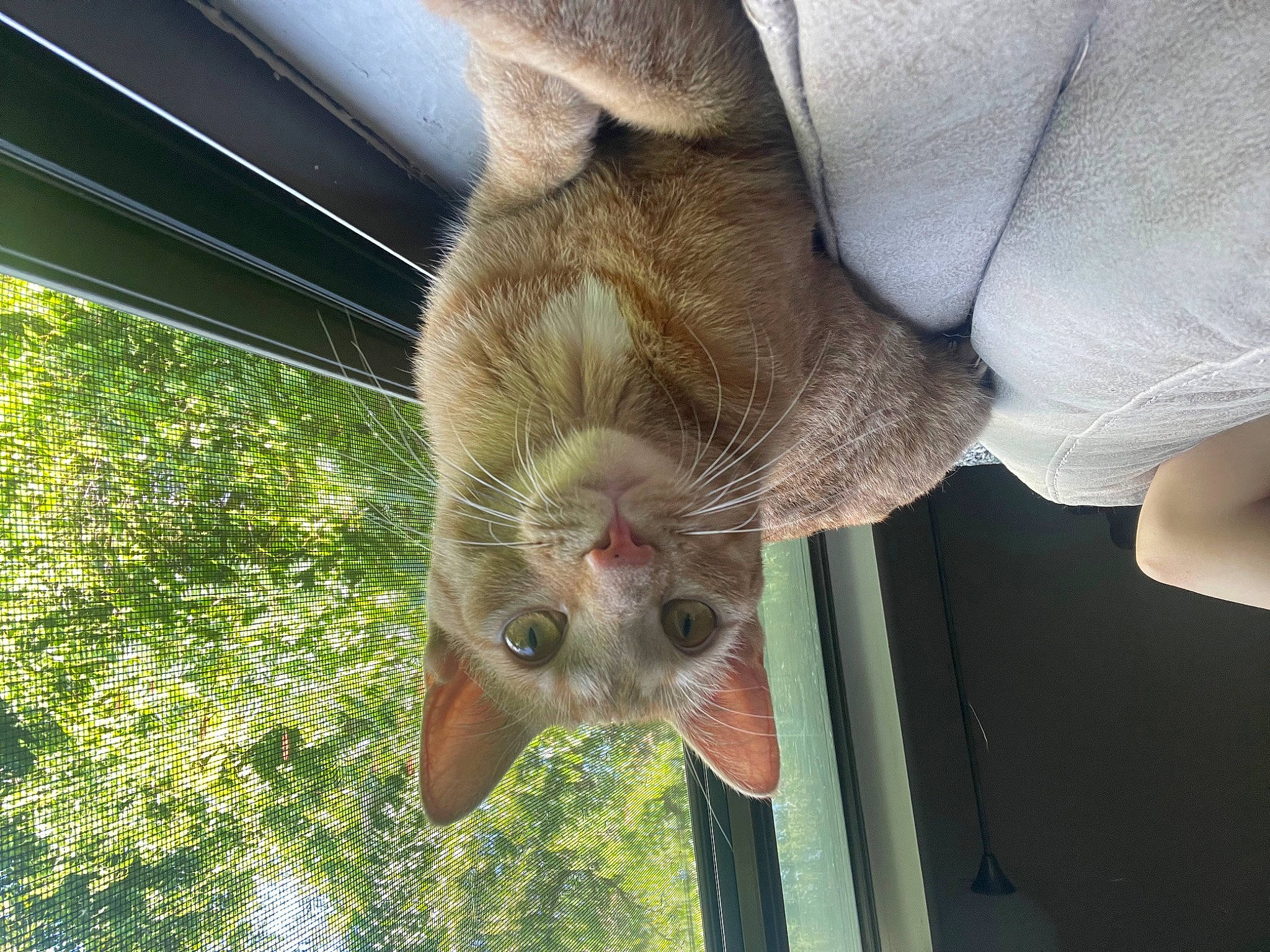 Ezekiel joined the competition — help win amazing prizes! carnivore, cat, claw, domestic_short_haired_cat, fawn, felidae, foot, fur, leg, nail, paw, plant, small_to_medium_sized_cats, snout, tail, terrestrial_animal, tree, whiskers, wildlife, wing