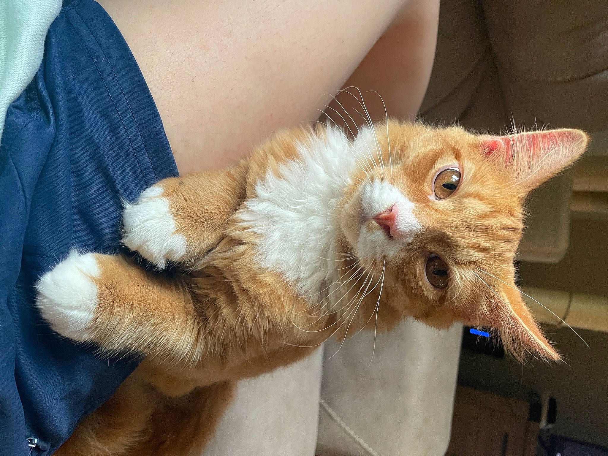 Dak joined the competition — help win amazing prizes! carnivore, cat, claw, comfort, domestic_short_haired_cat, ear, fang, fawn, felidae, foot, fur, gesture, human_leg, nail, paw, small_to_medium_sized_cats, snout, tail, whiskers, wrist