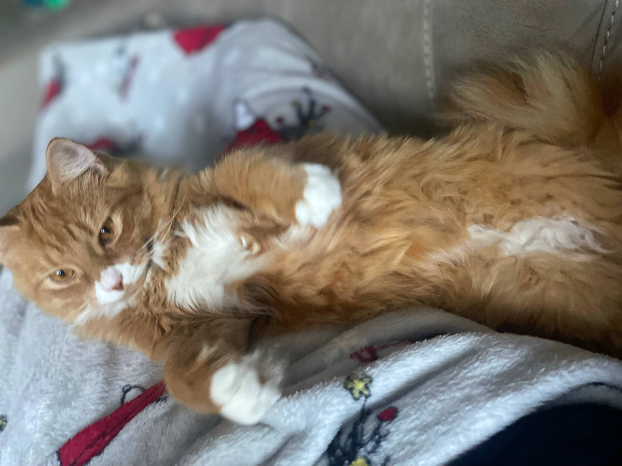 Dak is registered to the contest to win money with this photo: carnivore, cat, claw, comfort, companion_dog, domestic_short_haired_cat, fawn, felidae, fur, liver, nap, paw, sleep, small_to_medium_sized_cats, snout, tail, whiskers