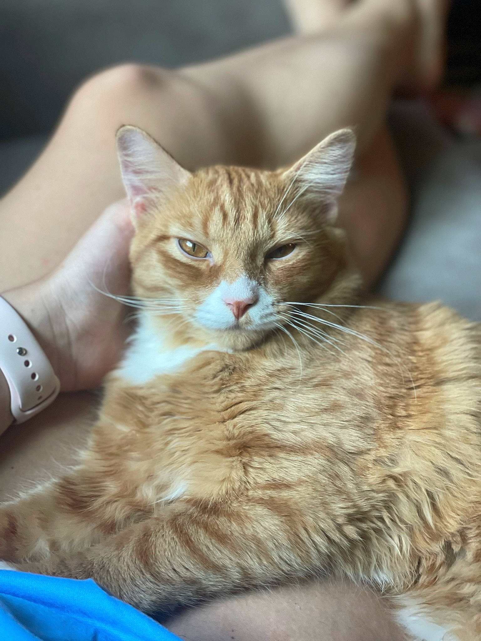 Dak is registered to the contest to win money with this photo: carnivore, cat, claw, domestic_short_haired_cat, fawn, felidae, fur, nail, paw, sitting, small_to_medium_sized_cats, snout, tail, terrestrial_animal, whiskers, wildlife