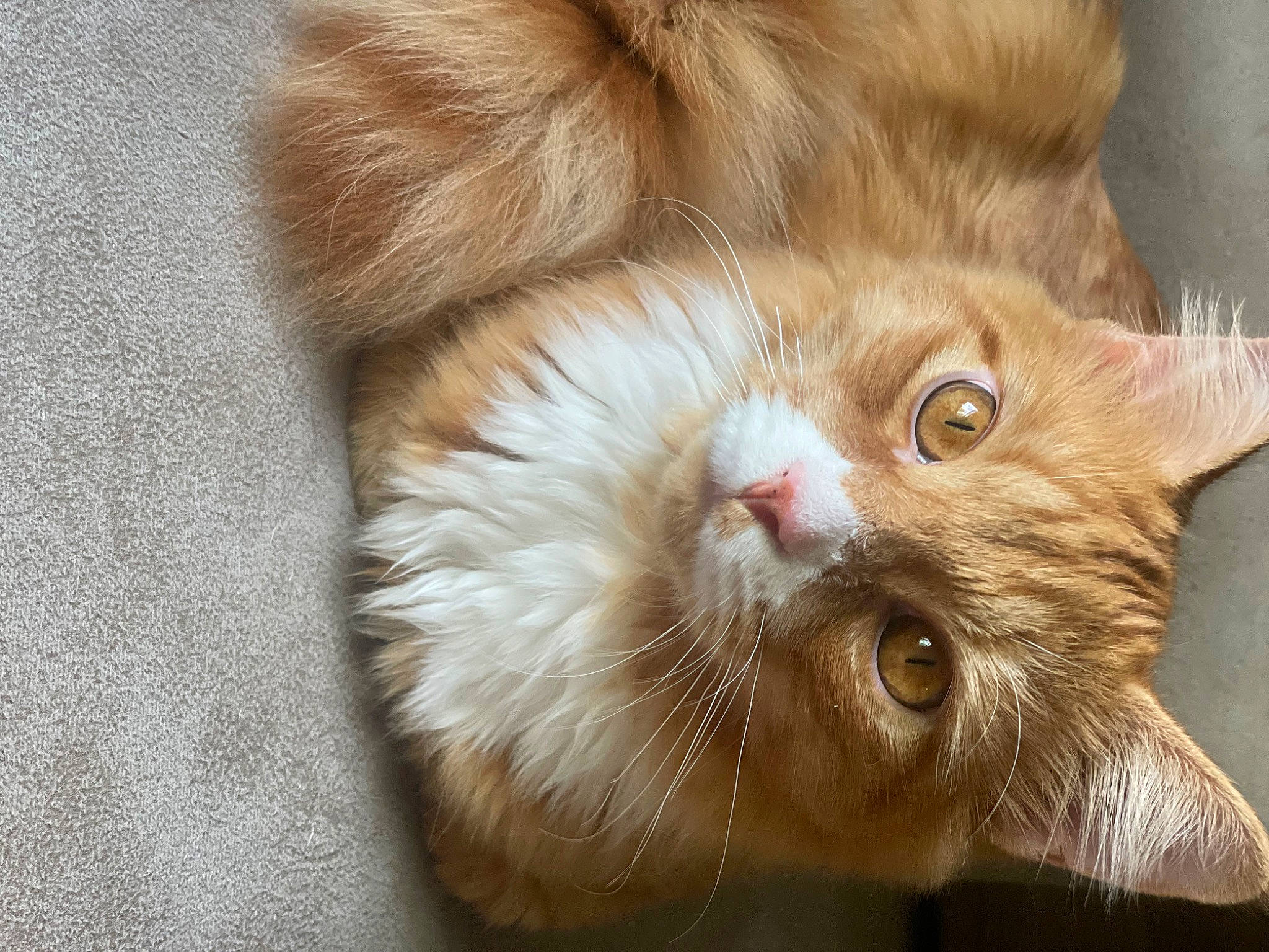 Dak joined the competition — help win amazing prizes! carnivore, cat, claw, domestic_short_haired_cat, ear, fawn, felidae, fur, liver, paw, small_to_medium_sized_cats, snout, tail, whiskers