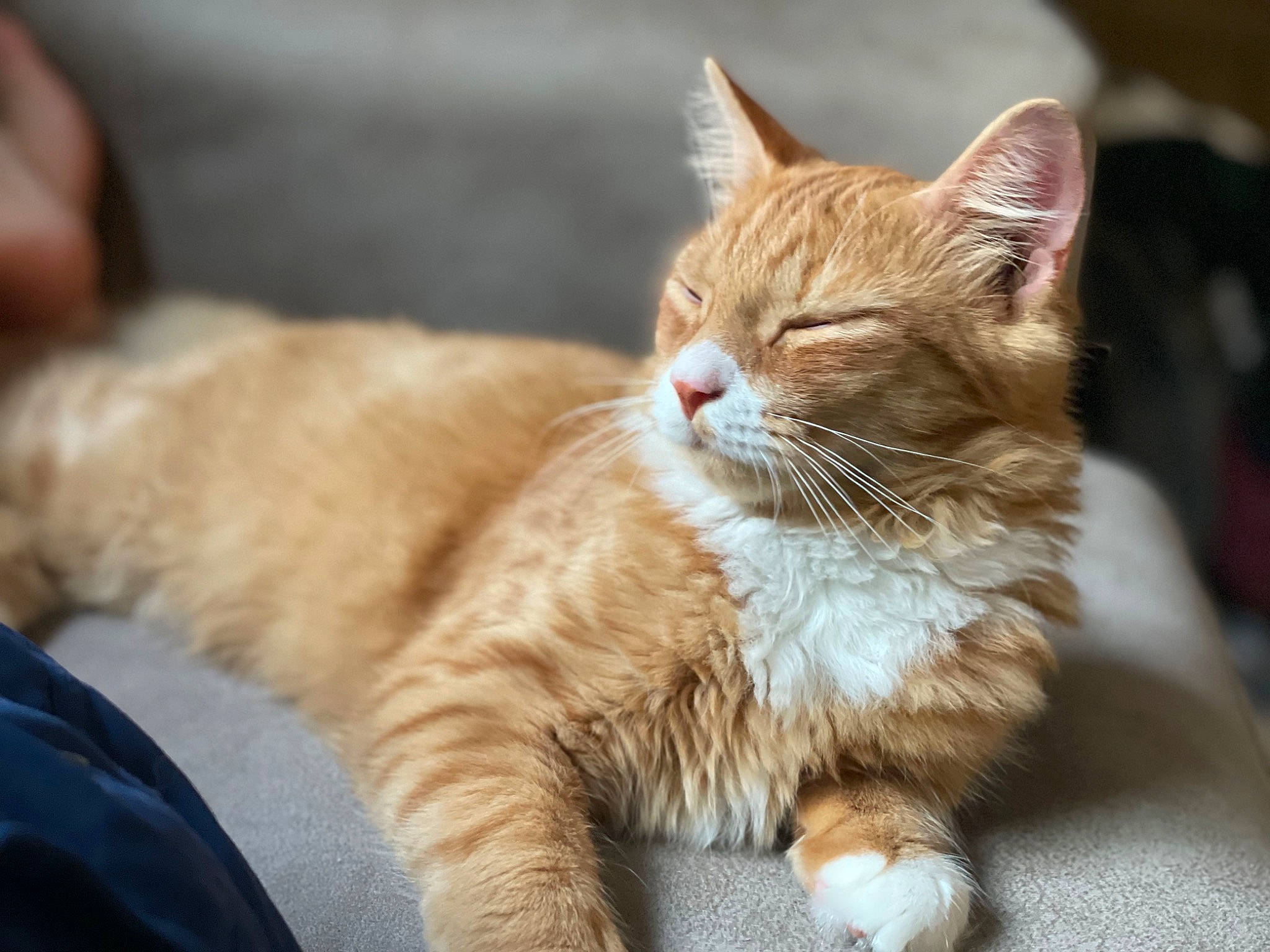 Dak joined the competition — help win amazing prizes! carnivore, cat, claw, domestic_short_haired_cat, fawn, felidae, fur, paw, sitting, small_to_medium_sized_cats, snout, tail, terrestrial_animal, whiskers, wildlife