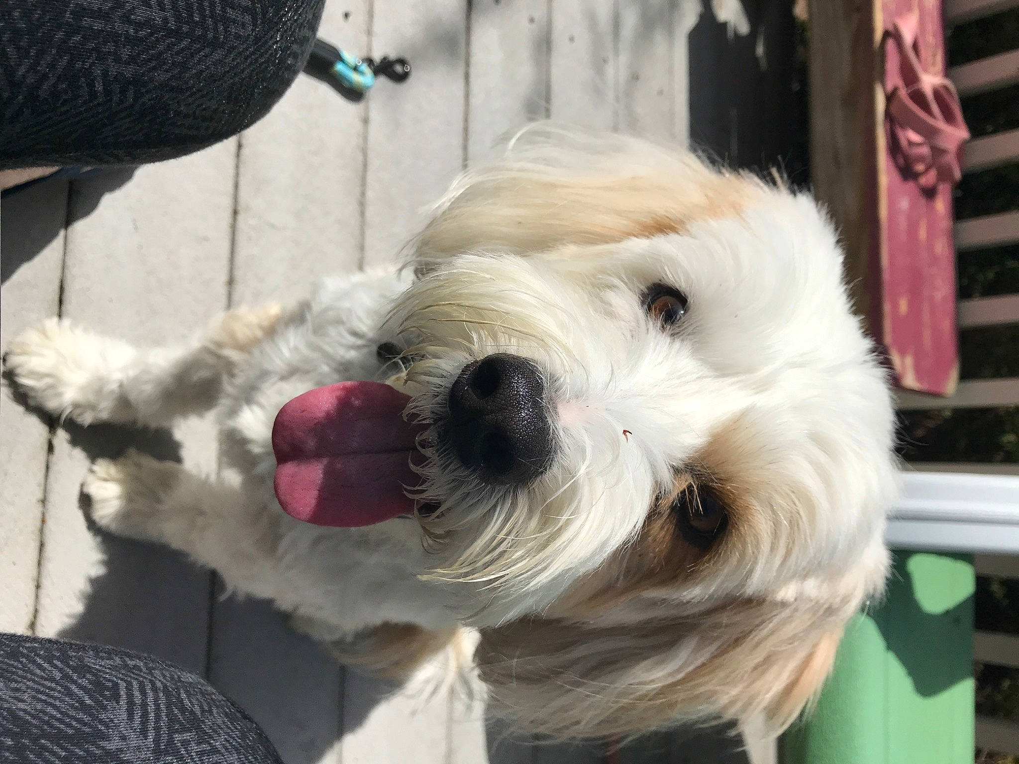 Dolly joined the competition — help win amazing prizes! canidae, carnivore, collar, companion_dog, dog, dog_breed, dog_collar, dog_supply, fur, giant_dog_breed, leash, pet_supply, schnauzer, small_terrier, snout, sporting_group, standard_schnauzer, terrier, toy_dog, working_animal