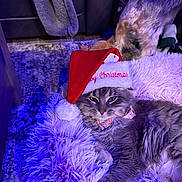 Floof is registered to the contest to win money with this photo: animal, carpet, cat, christmas, cozy, cute, decor, dog, domestic, fluffy, fur, furniture, holiday, indoor, mammal, pet, purple_blanket, relaxing, santa_hat, sleepy