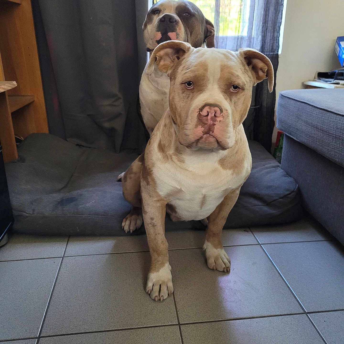 Tyson participe au concours pour gagner de l'argent avec cette photo : animal, architecture, boxer, building, bulldog, canine, couch, dog, frenchbulldog, furniture, hound, indoors, interiordesign, livingroom, person, pet, pitbull, puppy, room, wood