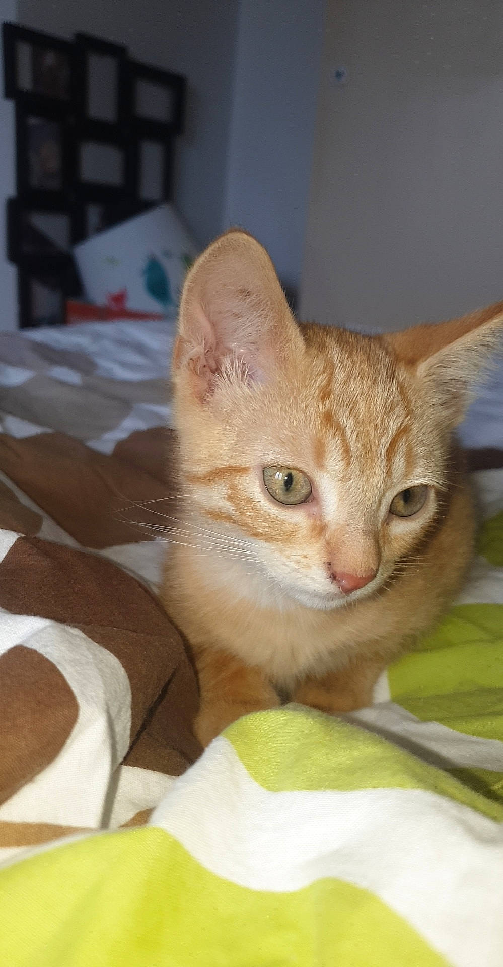 Rouckie a rejoint le concours — aidez-le/la à gagner de superbes lots ! aegean_cat, arabian_mau, asian, australian_mist, carnivore, cat, devon_rex, domestic_short_haired_cat, european_shorthair, fawn, felidae, german_rex, kitten, mammal, oriental_longhair, oriental_shorthair, singapura, small_to_medium_sized_cats, vertebrate, whiskers