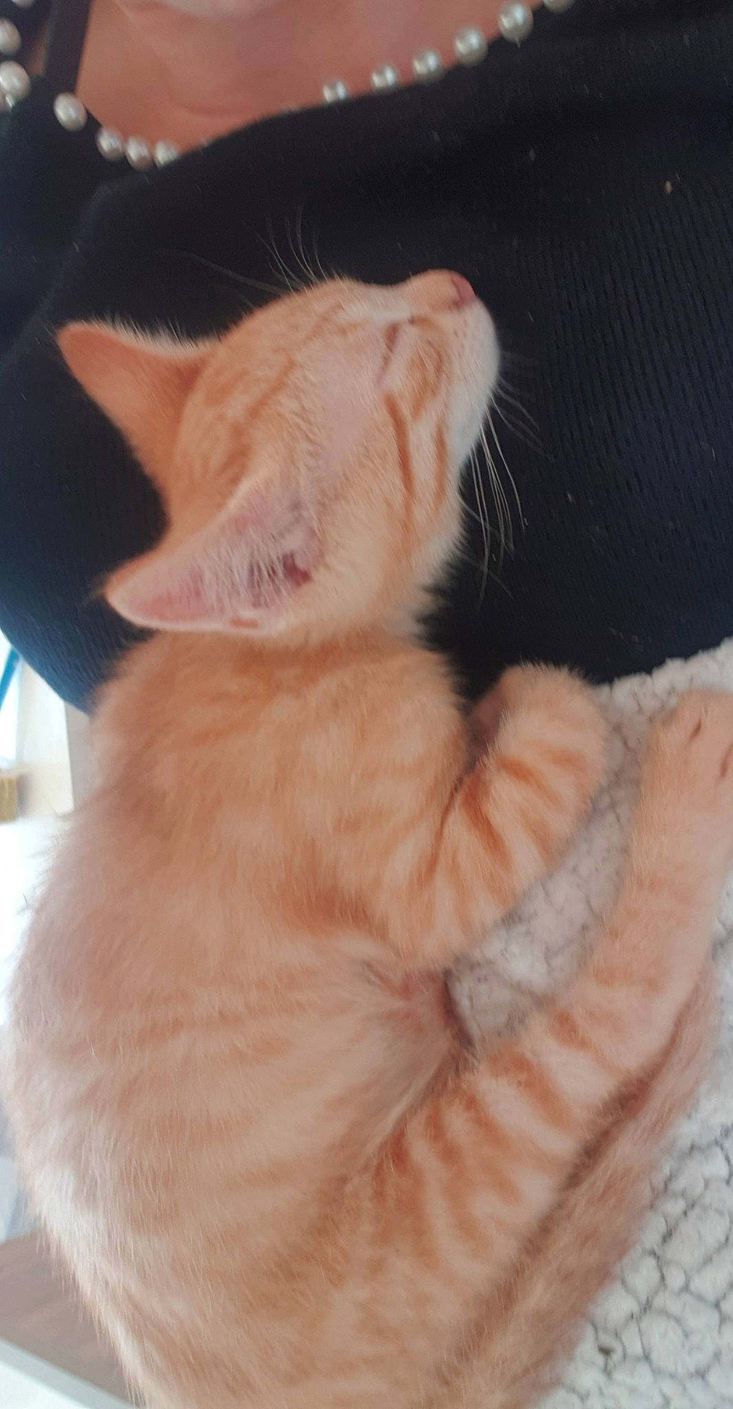 Rouckie participe au concours pour gagner de l'argent avec cette photo : asian, carnivore, cat, colorpoint_shorthair, ear, european_shorthair, fawn, felidae, fur, german_rex, javanese, kitten, mammal, nose, polydactyl_cat, skin, small_to_medium_sized_cats, tail, turkish_angora, whiskers