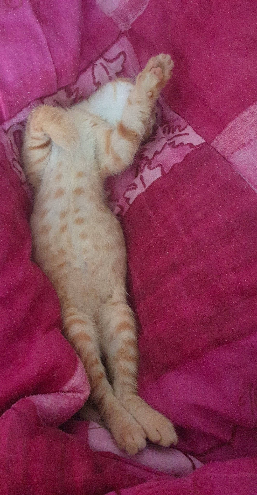 Rouckie participe au concours pour gagner de l'argent avec cette photo : carnivore, cat, claw, european_shorthair, fawn, felidae, fur, german_rex, kitten, small_to_medium_sized_cats, tail