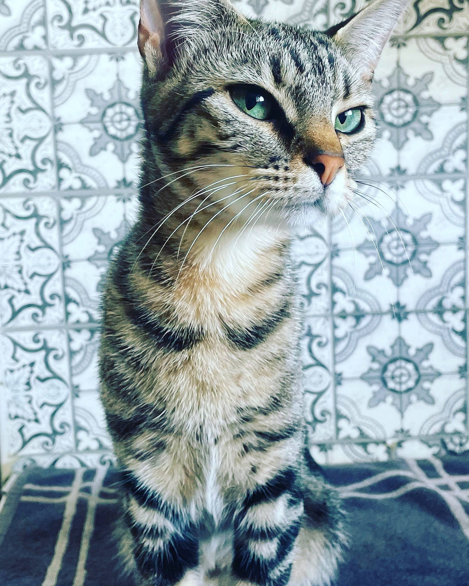 Sira a rejoint le concours — aidez-le/la à gagner de superbes lots ! art, carnivore, cat, claw, domestic_short_haired_cat, felidae, fur, grass, pattern, paw, small_to_medium_sized_cats, snout, tail, terrestrial_animal, whiskers, wildlife