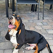 Walter is registered to the contest to win money with this photo: basset_hound, dog, pet, floppy_ears, long_ears, tongue_out, sitting, patio, pavers, outdoor, happy, joyful, collar, paws, nails, nose, drool, brown_black_white, close_up, domestic_animal