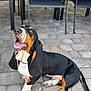 basset_hound, dog, pet, floppy_ears, long_ears, tongue_out, sitting, patio, pavers, outdoor, happy, joyful, collar, paws, nails, nose, drool, brown_black_white, close_up, domestic_animal