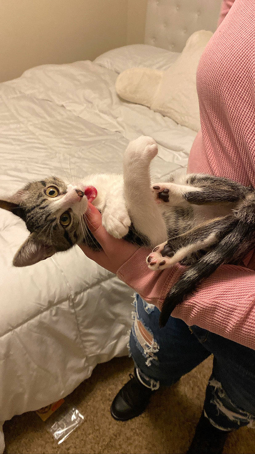 Chili joined the competition — help win amazing prizes! bed, carnivore, cat, claw, comfort, companion_dog, domestic_short_haired_cat, fawn, felidae, fur, gesture, human_leg, linens, mammal, nail, paw, small_to_medium_sized_cats, tail, textile, whiskers