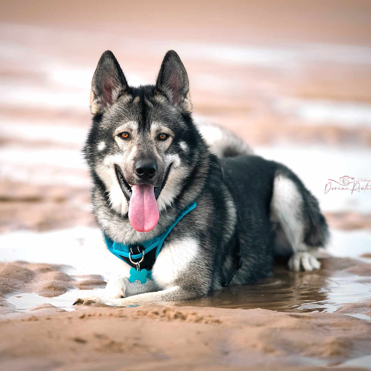Shadow participe au concours pour gagner de l'argent avec cette photo : animal, bodypart, canine, collie, dog, eskimodog, germanshepherd, husky, leash, mouth, nature, outdoors, person, pet, puppy, snout, snow, tongue, whitedog, wolf