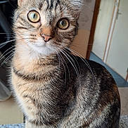 Chipette a rejoint le concours — aidez-le/la à gagner de superbes lots ! abyssinian, animal, cat, egyptiancat, kitten, manx, pet