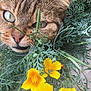 cat, tabby, animal, pet, flower, yellow_flower, foliage, greenery, outdoor, nature, close_up, whiskers, eye, plant, leaf, cute, curious, mammal, feline, garden