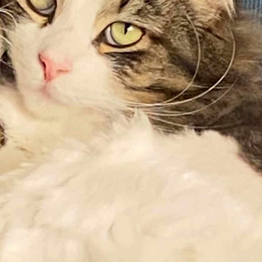 Kyrian is registered to the contest to win money with this photo: animal, background, cat, close_up, cute, domestic_cat, ears, feline, fluffy, fur, indoor, laying, pet, pink_nose, portrait, relaxed, resting, soft_texture, whiskers, yellow_eyes