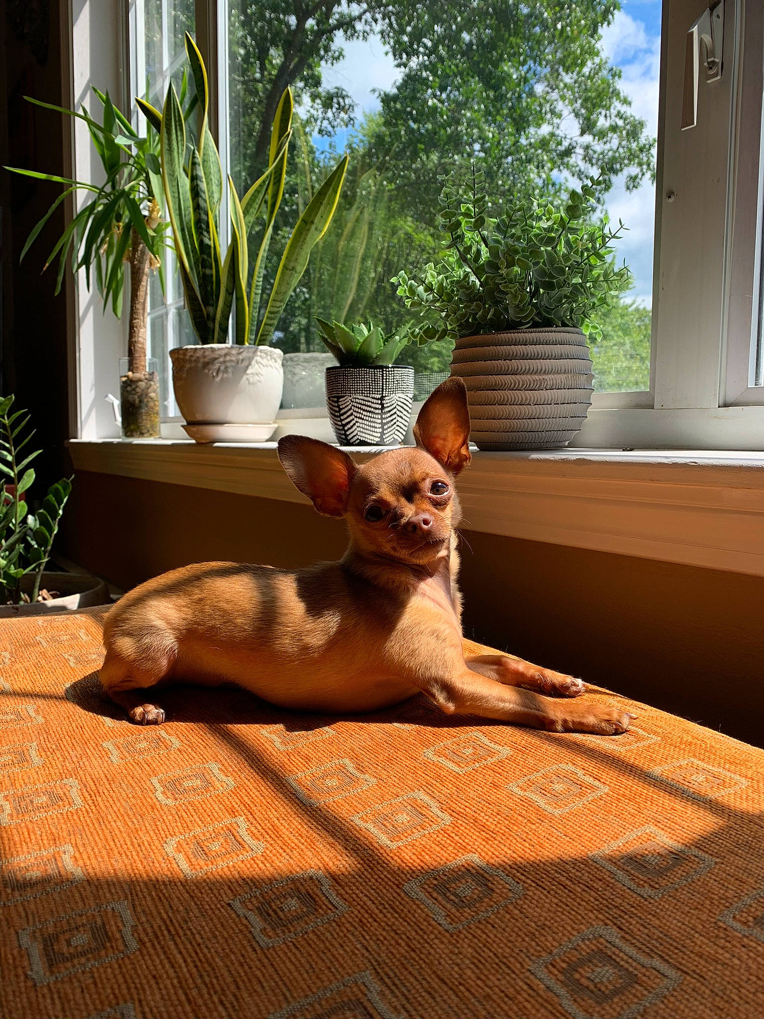 Teddy is registered to the contest to win money with this photo: carnivore, comfort, companion_dog, dog, dog_breed, fawn, felidae, flooring, flowerpot, hardwood, houseplant, plant, small_to_medium_sized_cats, snout, sporting_group, sunlight, tail, tree, whiskers, wood